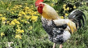 Le Coq c’est du Poulet !