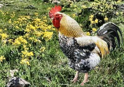 Le Coq c&rsquo;est du Poulet !