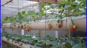 Greenwashing : non, manger des fraises en hiver n’est pas « responsable »